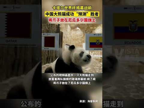 荷兰队史德,佩平局纪录,紧追阿贝,世界杯转播,2026世界杯,直播渠道,观看体验,赛事直播